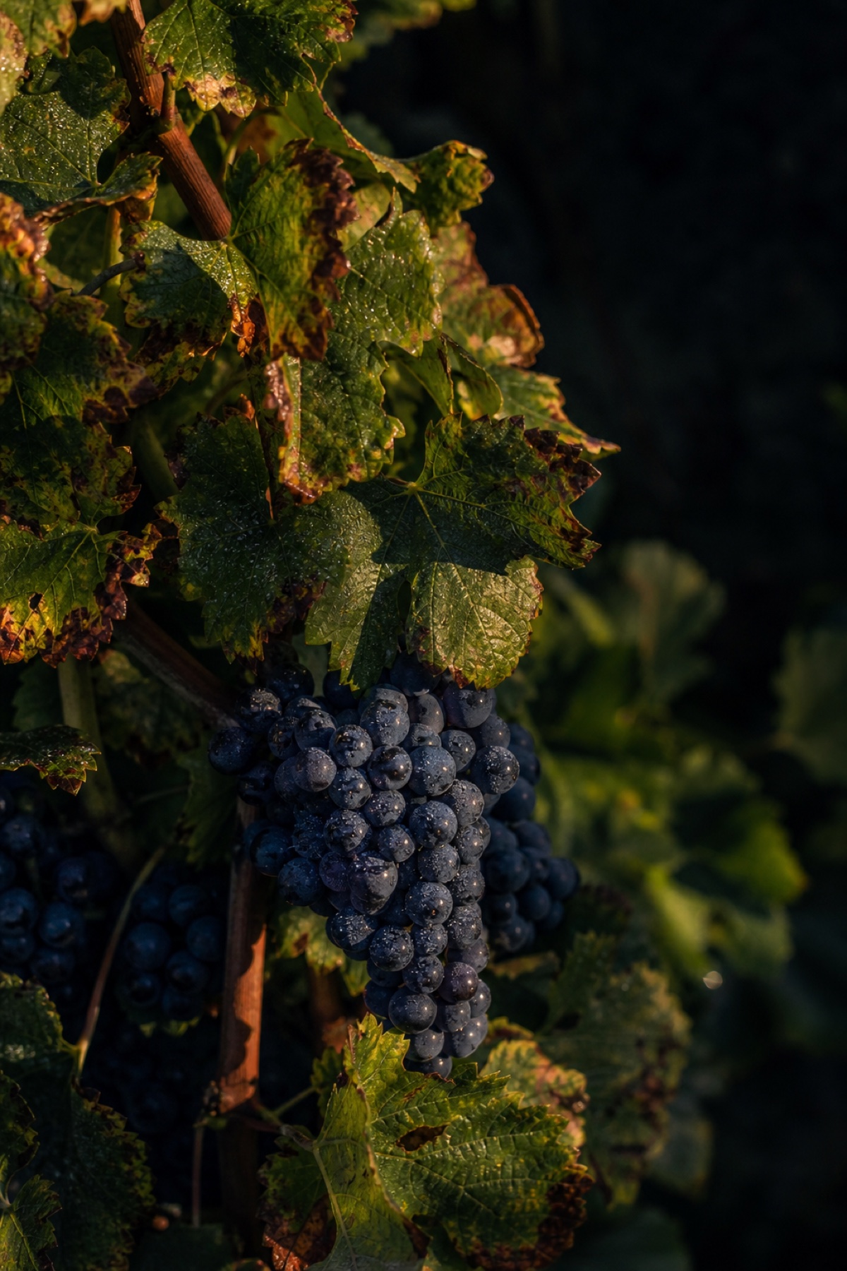 Reife Trauben im Abendlicht, illustratives Weinbergmotiv